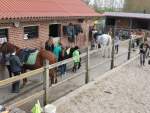 Inzicht in zichzelf door paarden