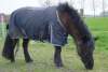 Coaching Paarden Famke