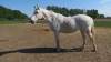Coaching Paarden Merlin