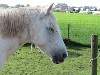 Coaching Paarden Willow
