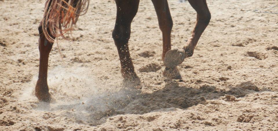 Blog therapeutisch werken met paarden
