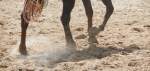 Blog therapeutisch werken met paarden klein